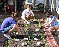 urban farming